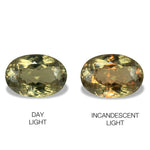 9.45cts Natural Khaki Green Diaspore Color Change Gemstone - Oval Shape - 813RGT